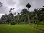 Image of an area dedicated to palms Royal Botanic Gardens